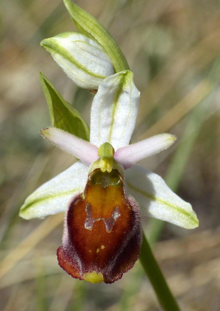 Ophrys crabronifera nellAbruzzo aquilano - aprile  2022.